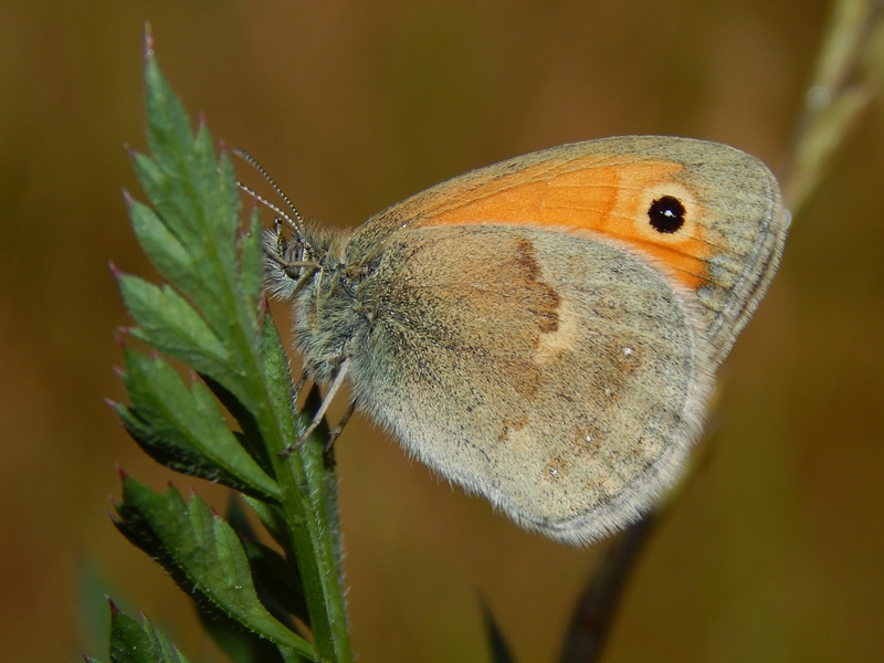 Lepidotteri da ID